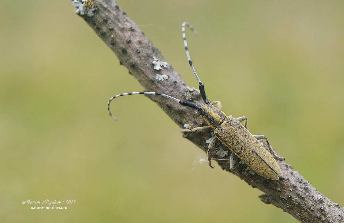 Агапантия обыкновенная (Agapanthia villosoviridescens)
