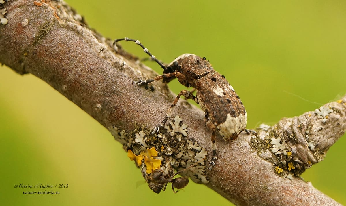 Ложнослоник беловатый (Platystomos albinus)