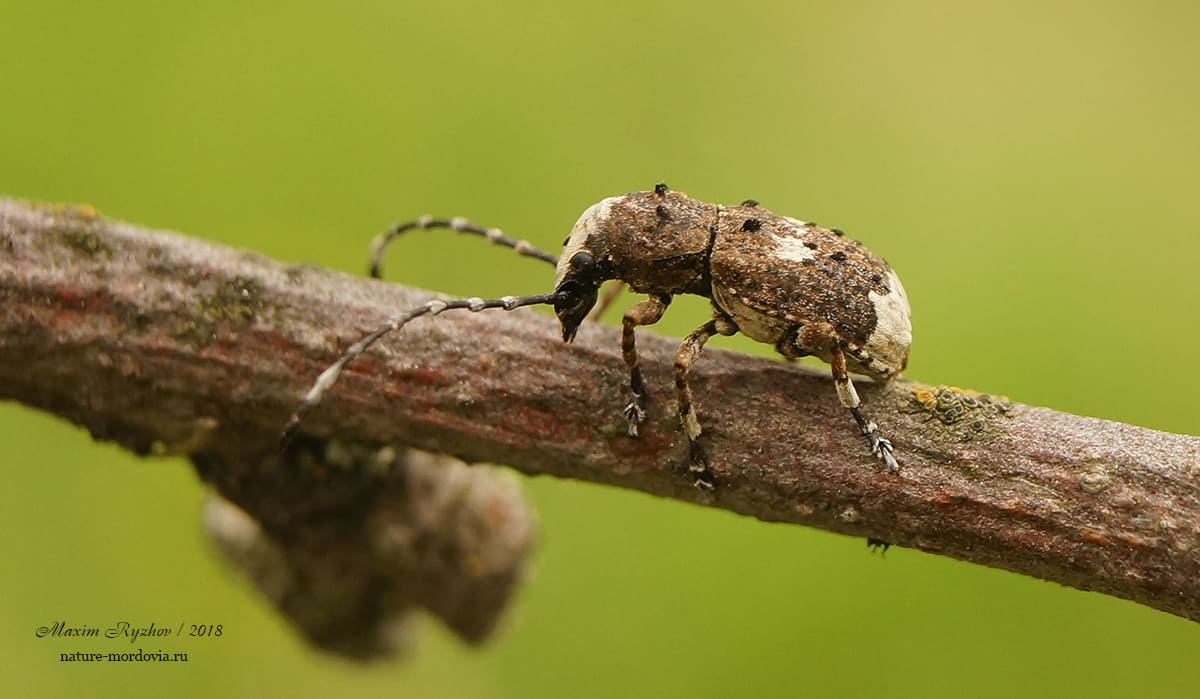 Ложнослоник беловатый (Platystomos albinus)
