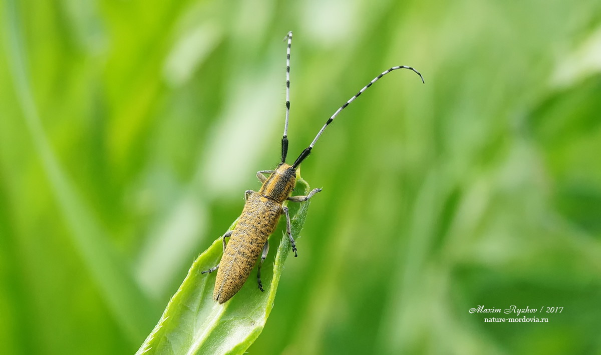 Агапантия обыкновенная (Agapanthia villosoviridescens)