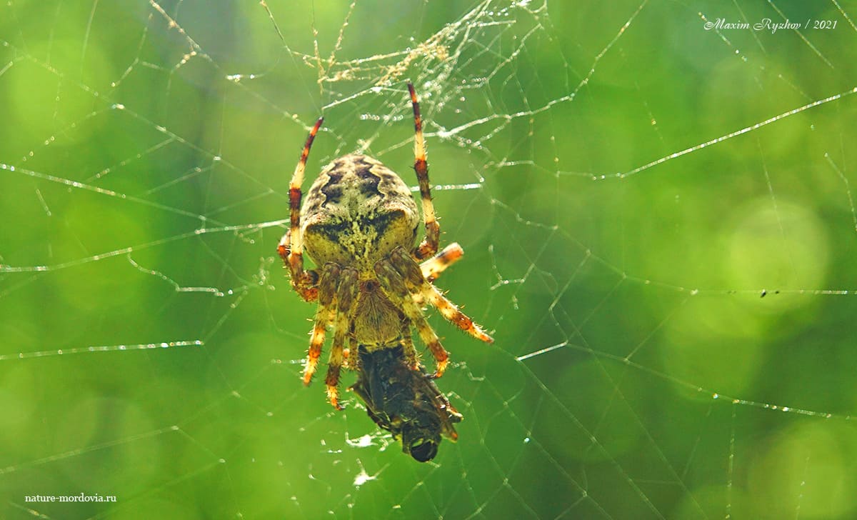 Крестовик угловатый (Araneus angulatus)