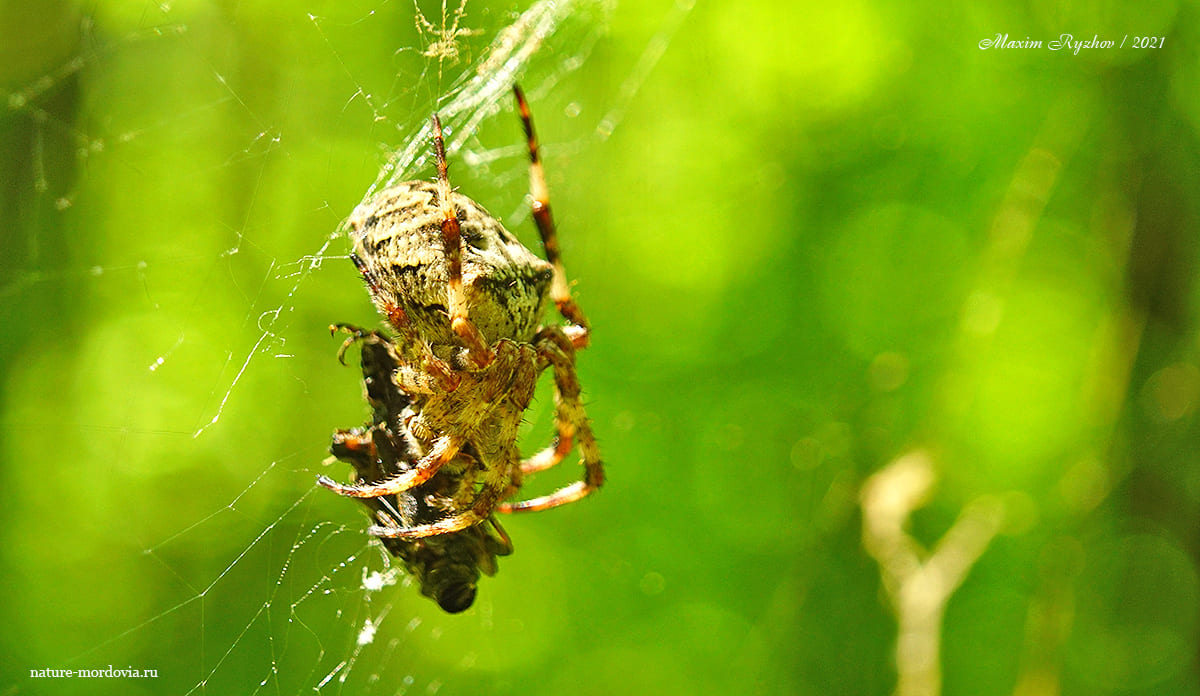 Крестовик угловатый (Araneus angulatus)