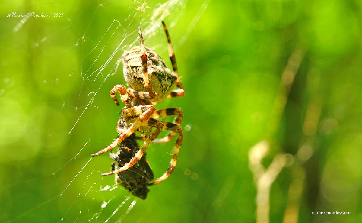Крестовик угловатый (Araneus angulatus)