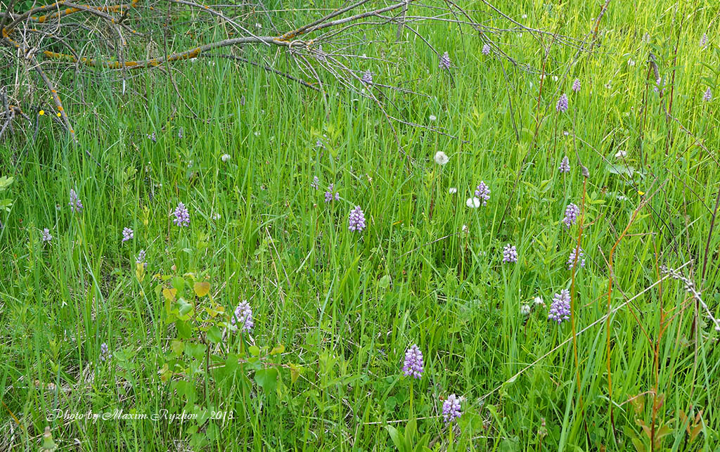 Ятрышник шлемоносный (Orchis militaris)