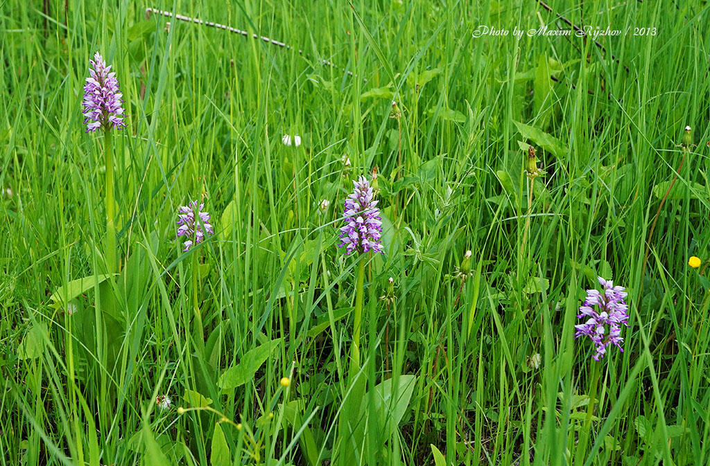 Ятрышник шлемоносный (Orchis militaris)