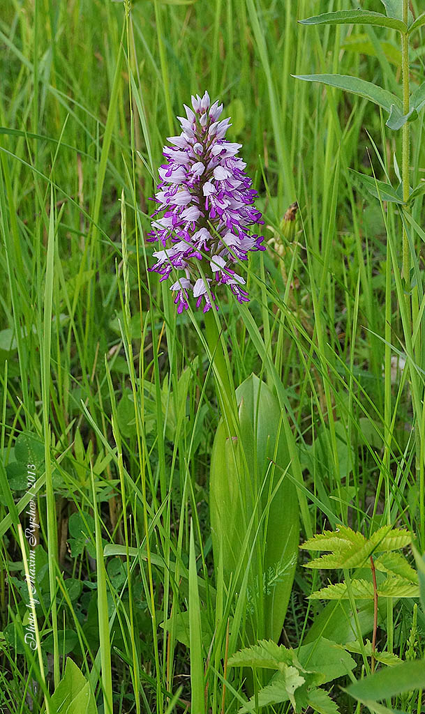 Ятрышник шлемоносный (Orchis militaris)