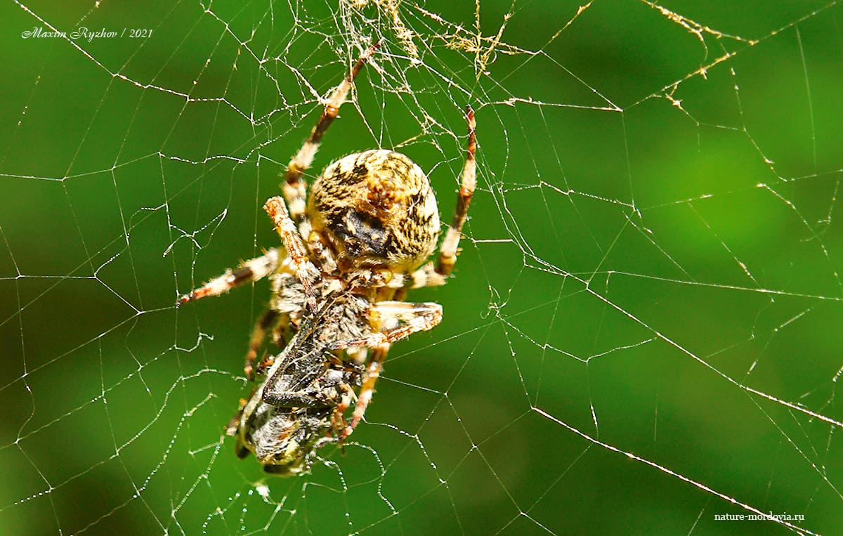 Крестовик угловатый (Araneus angulatus)