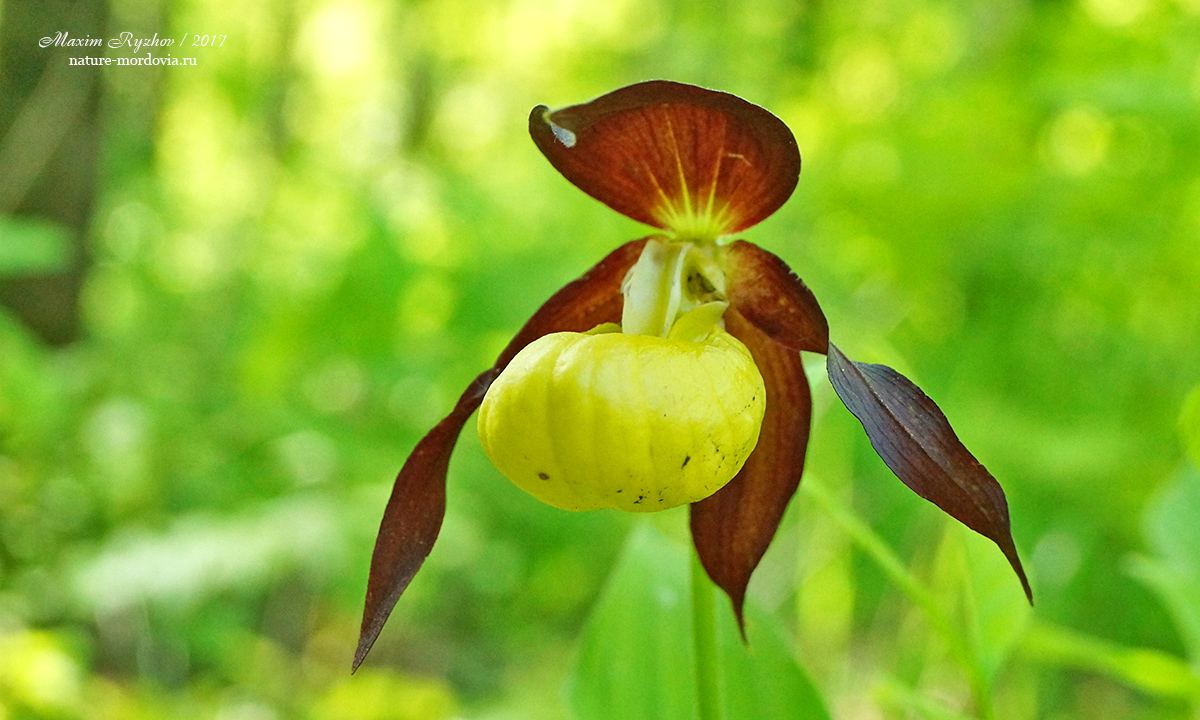Венерин башмачок (Cypripedium calceolus)