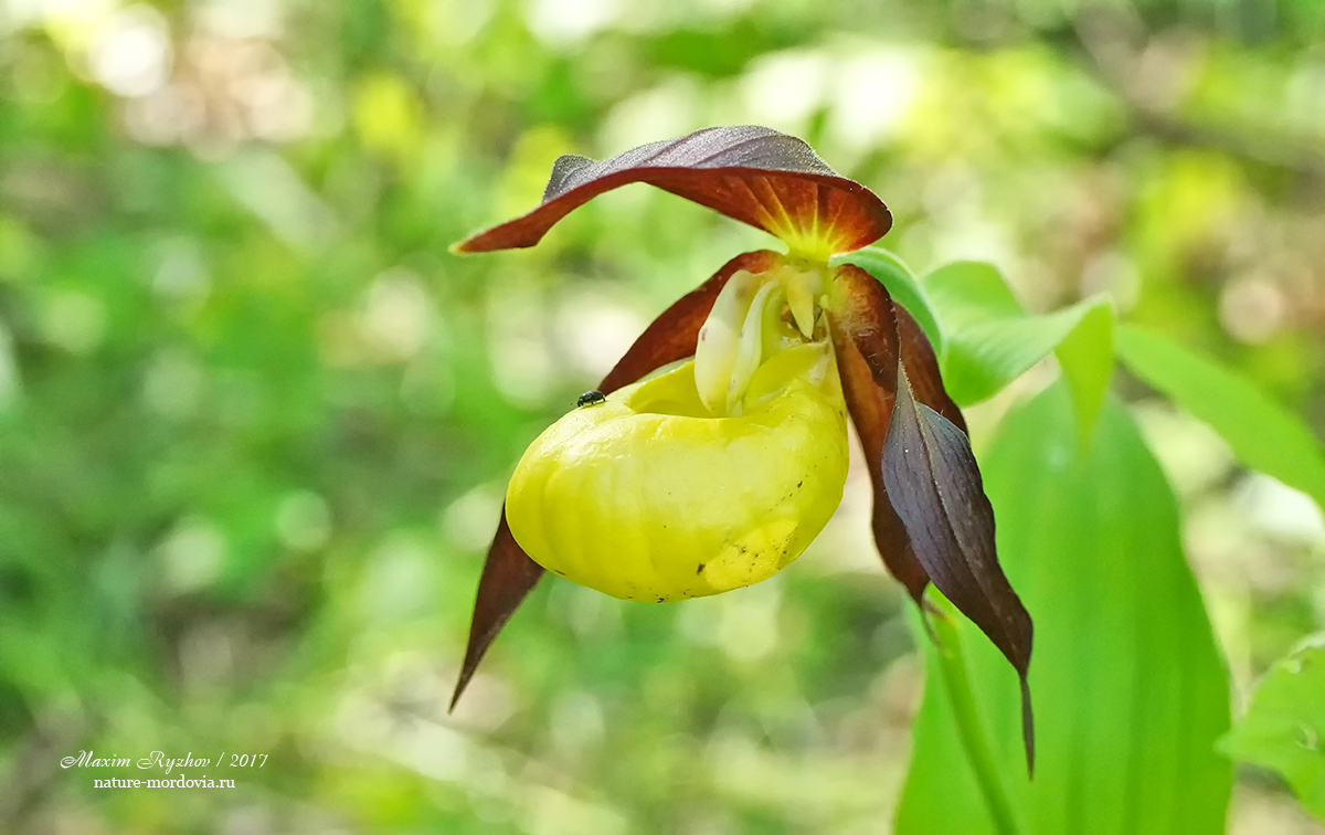 Венерин башмачок (Cypripedium calceolus)