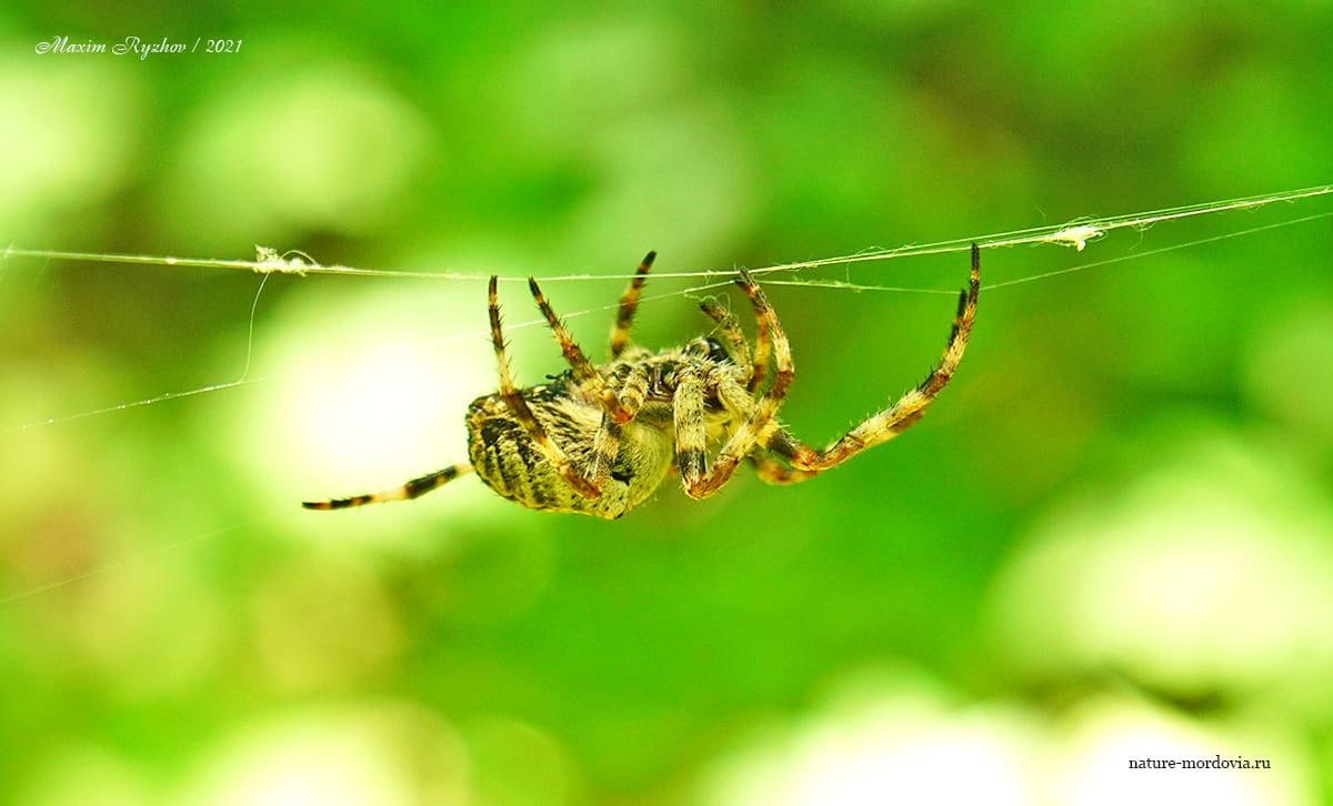 Крестовик угловатый (Araneus angulatus)