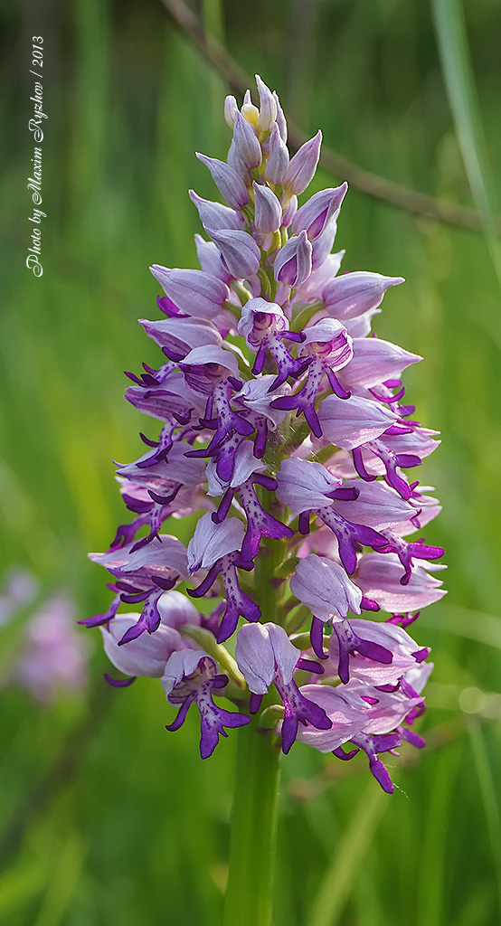 Ятрышник шлемоносный (Orchis militaris)