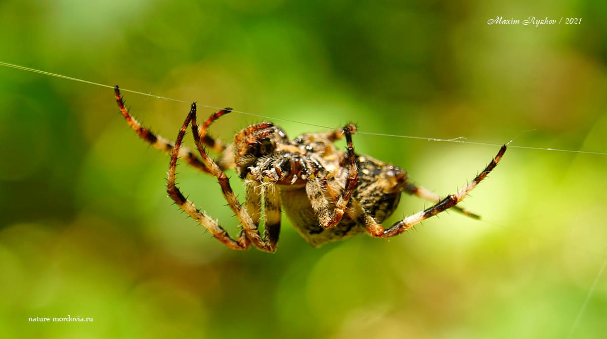 Крестовик угловатый (Araneus angulatus)