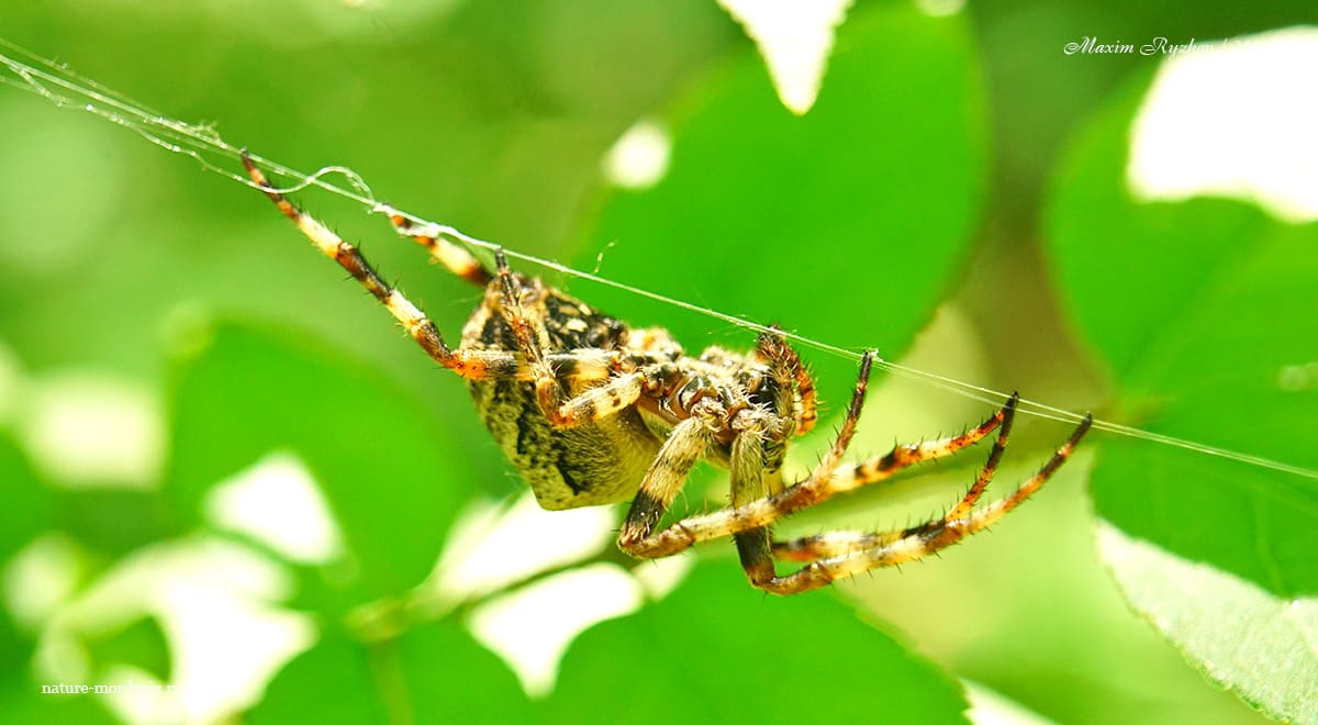 Крестовик угловатый (Araneus angulatus)