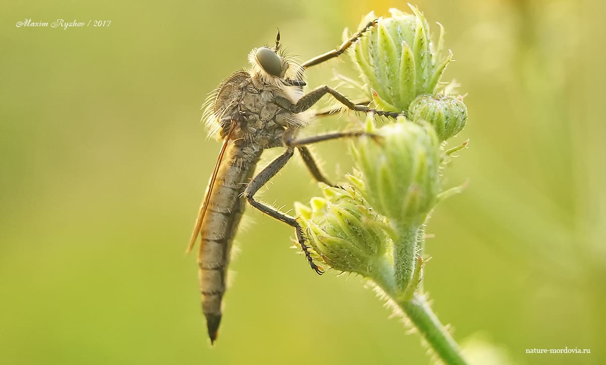 Толмерус черноволосый (Tolmerus atricapillus)