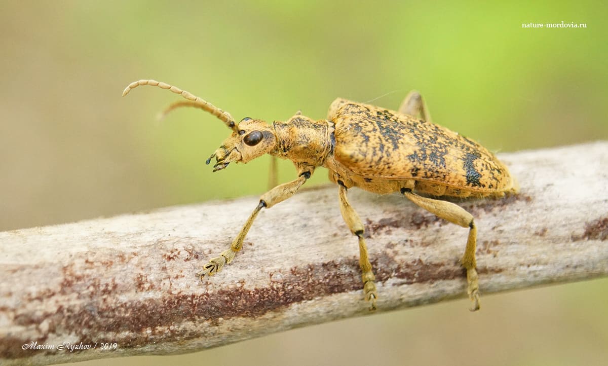 Рыжий рагий (Rhagium sycophanta)