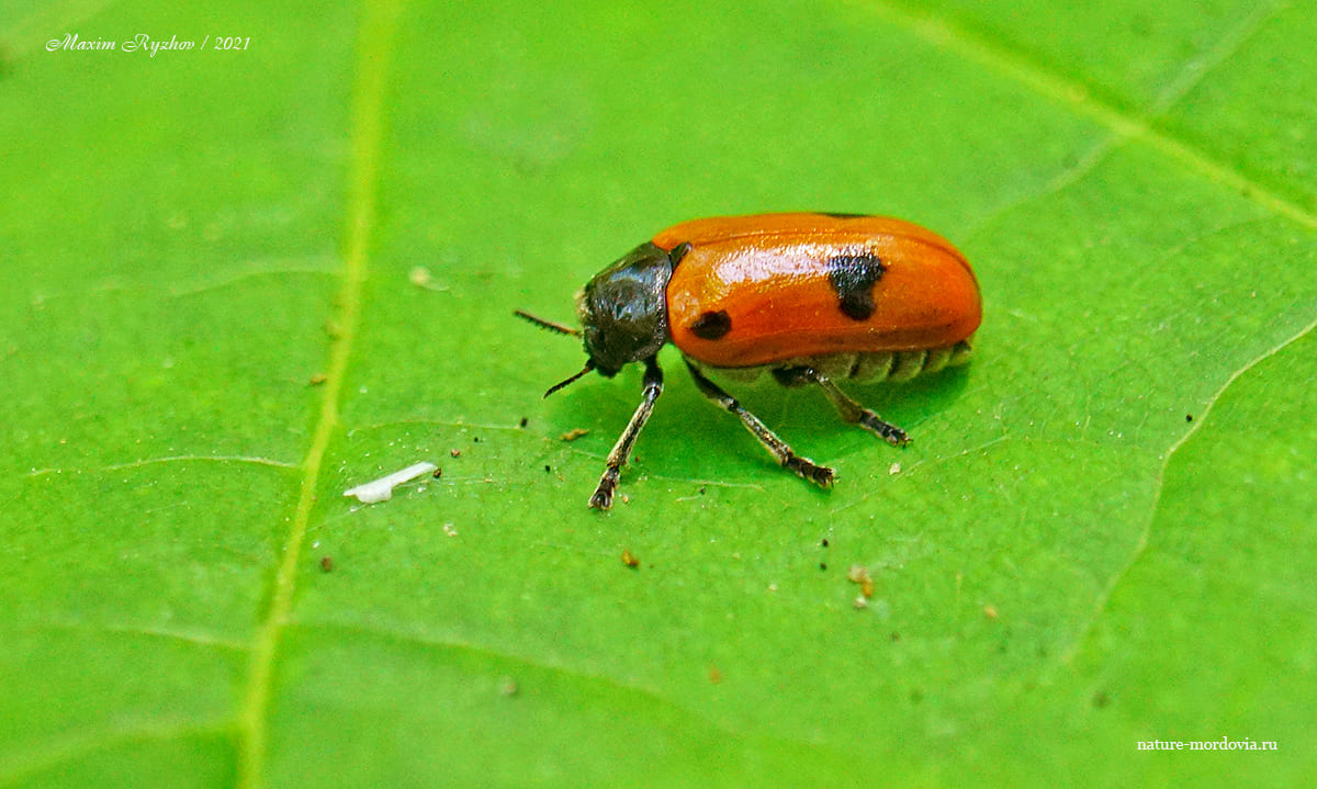 Четырёхточечный листоед (Clytra quadripunctata)