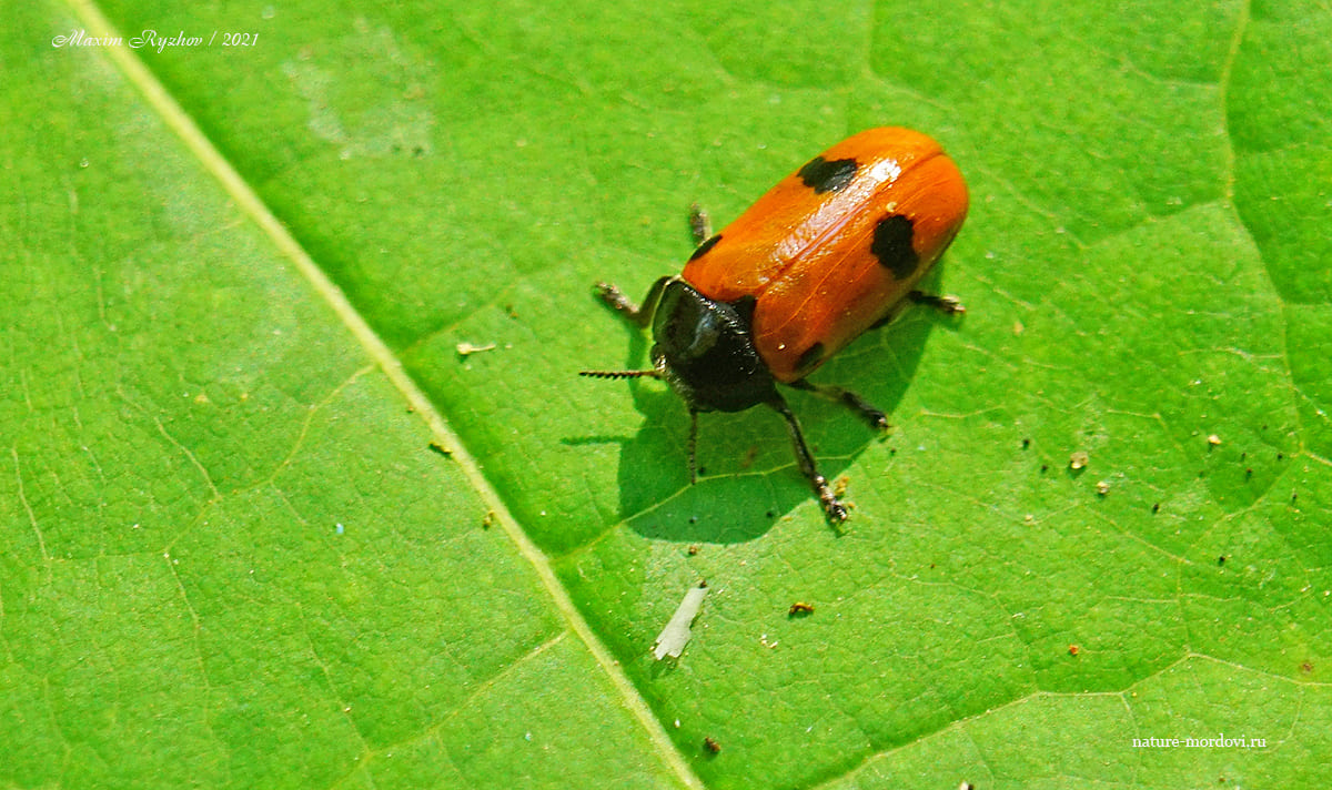 Четырёхточечный листоед (Clytra quadripunctata)