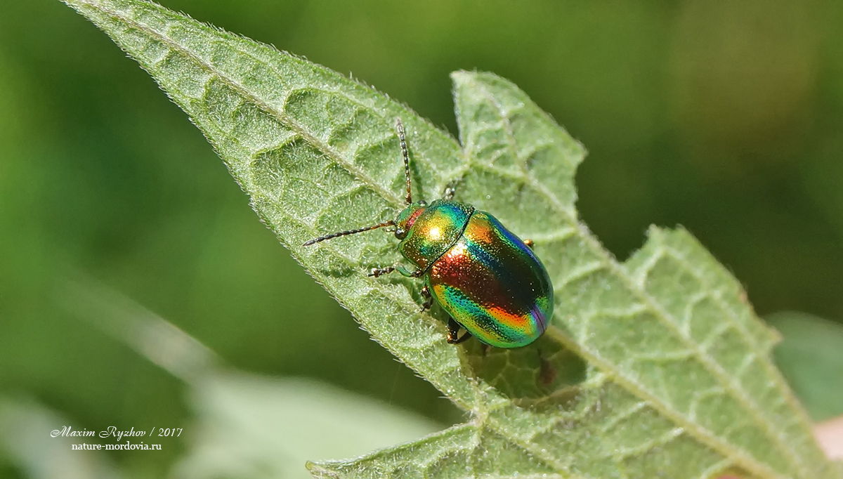 Листоед ясноточный (Chrysolina fastuosa)