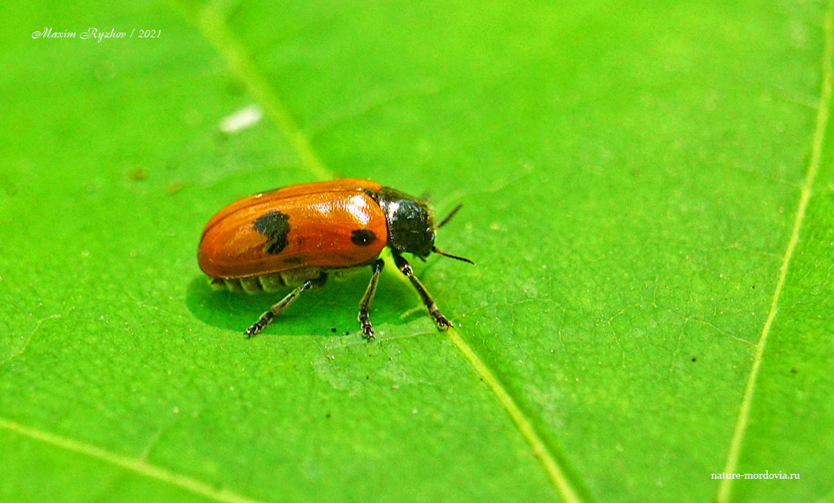 Четырёхточечный листоед (Clytra quadripunctata)