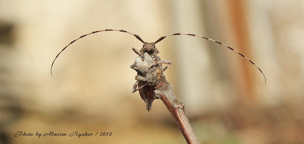 Усач серый длинноусый Acanthocinus aedilis (Linnaeus, 1758).