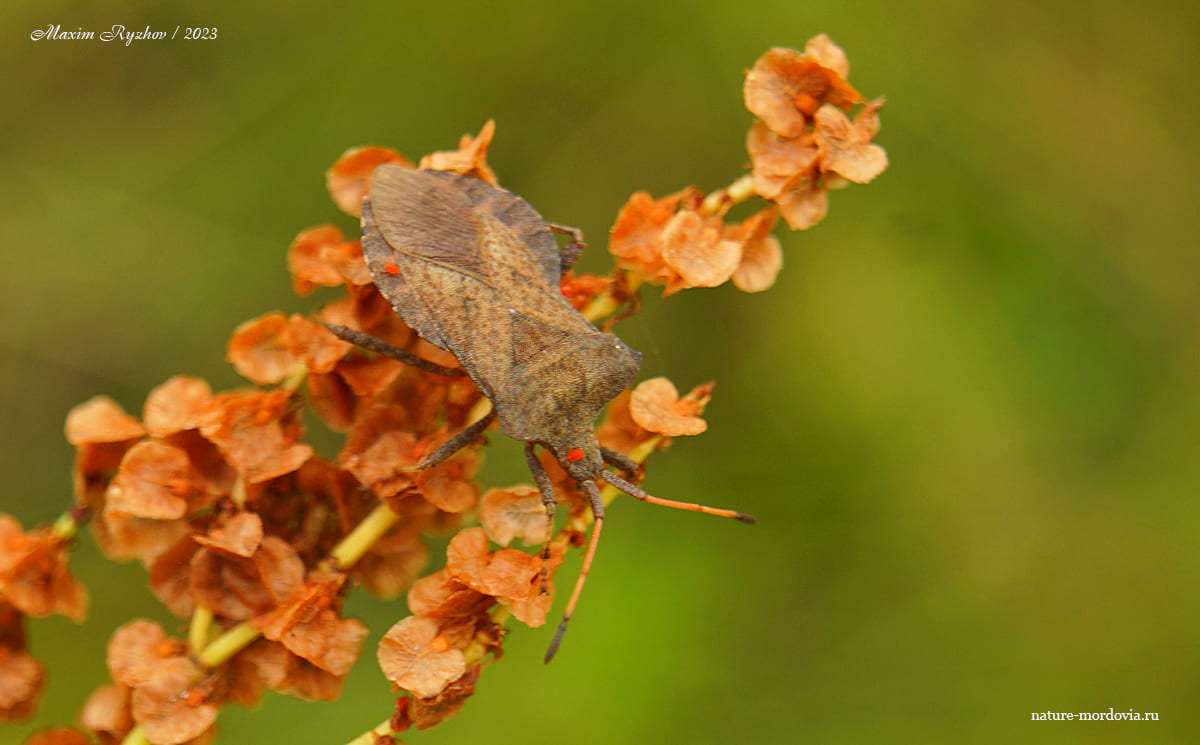 Краевик щавелевый (Coreus marginatus)