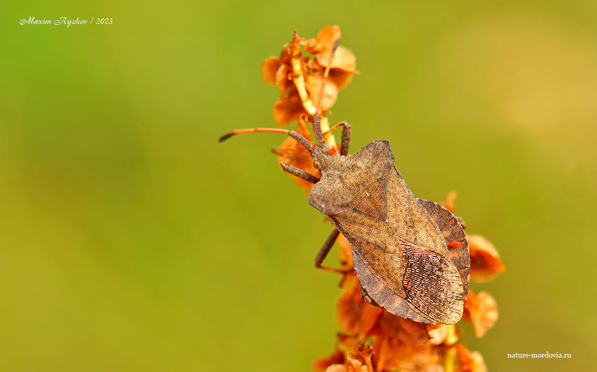 Краевик щавелевый (Coreus marginatus)