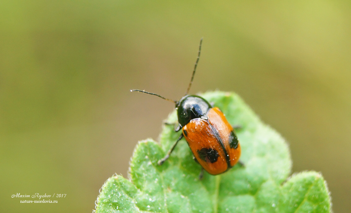 Скрытоглав двухточечный (Cryptocephalus bipunctatus)