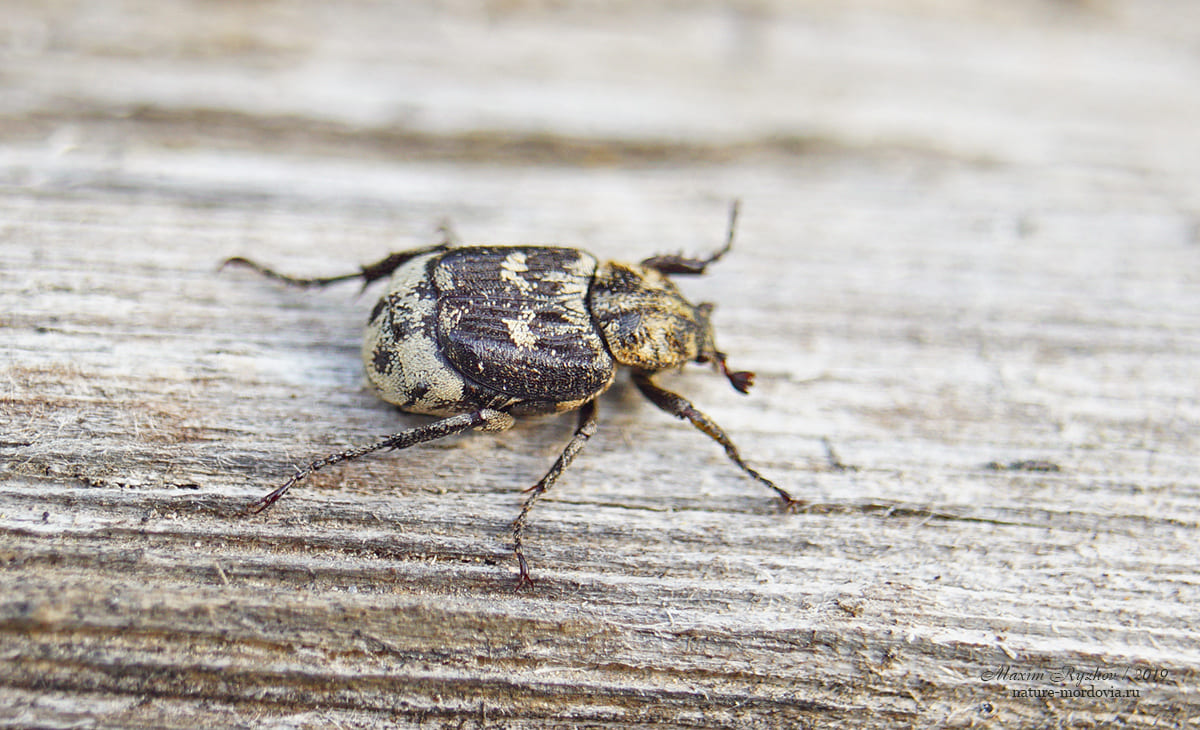 Пестряк короткокрылый (Valgus hemipterus)