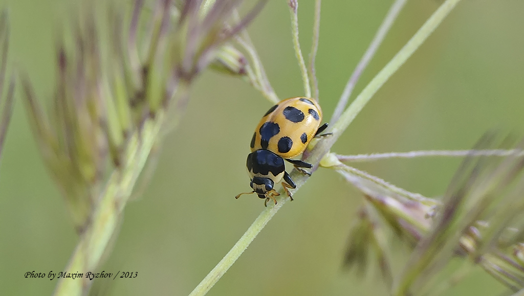 Коровка приметная (Ceratomegilla notata)