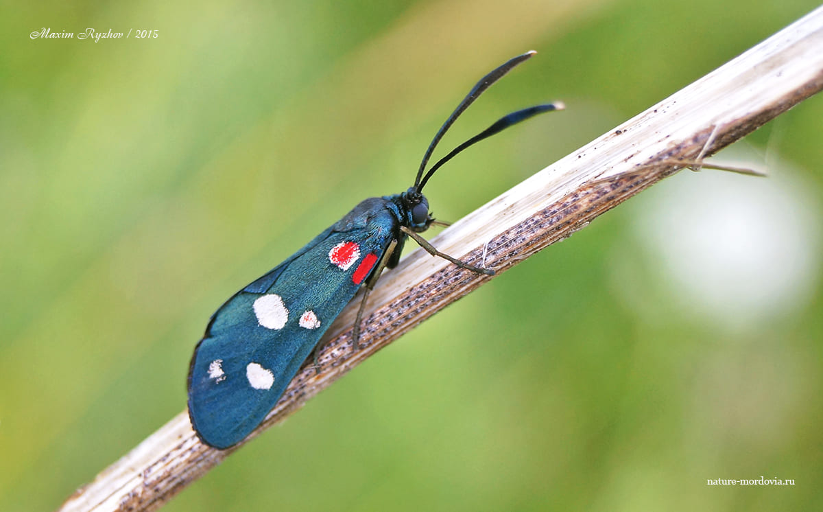 Пестрянка изменчивая (Zygaena ephialtes)
