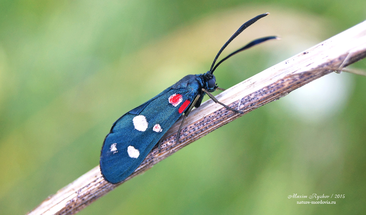 Пестрянка изменчивая Zygaena ephialtes