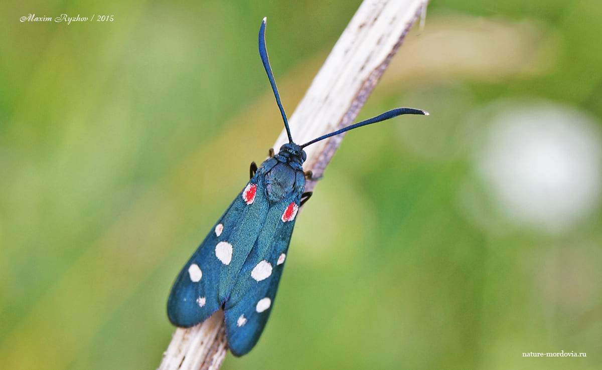 Пестрянка изменчивая (Zygaena ephialtes)