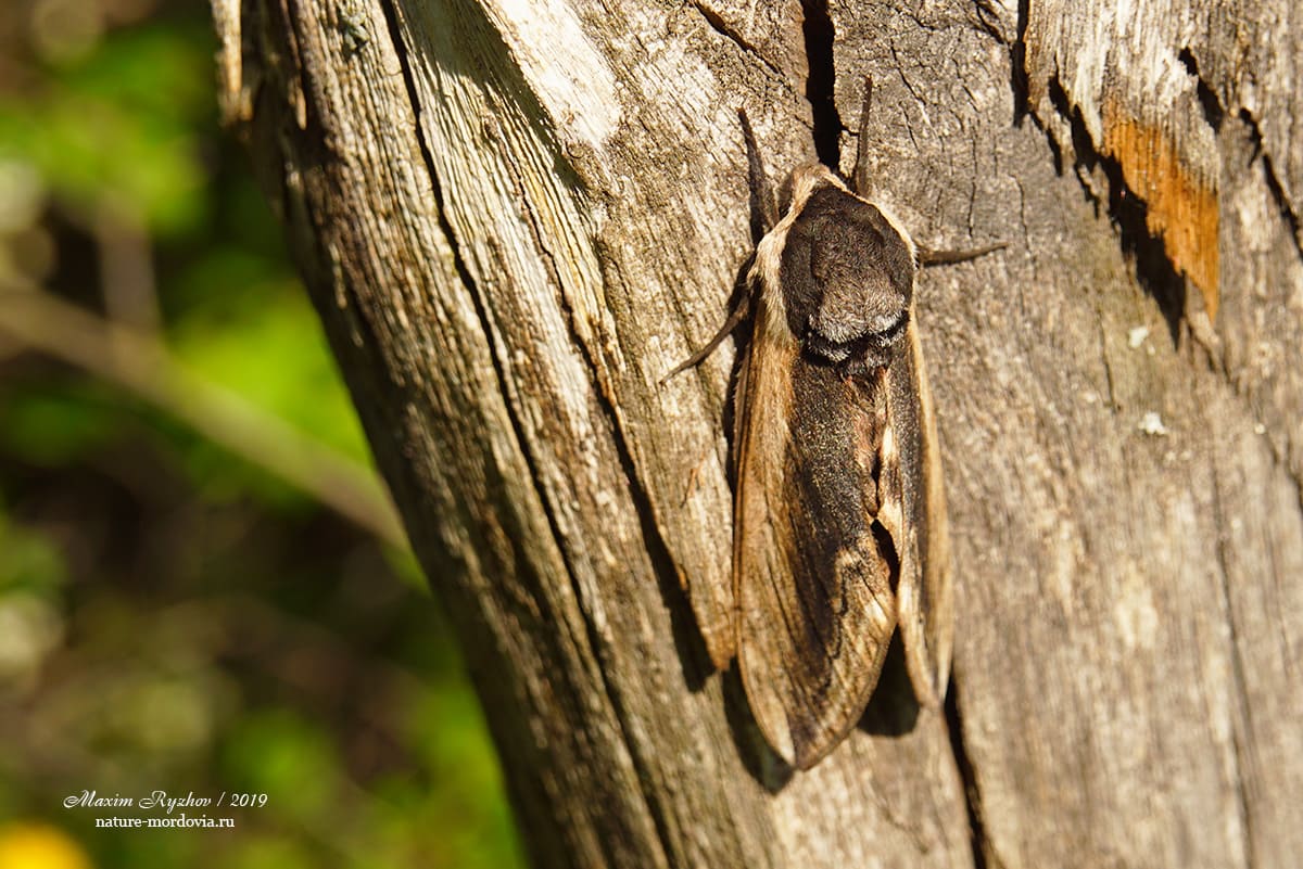 Сиреневый бражник (Sphinx ligustri)