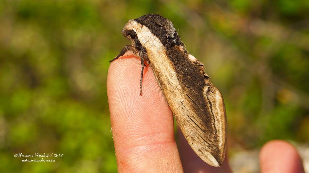 Сиреневый бражник (Sphinx ligustri)