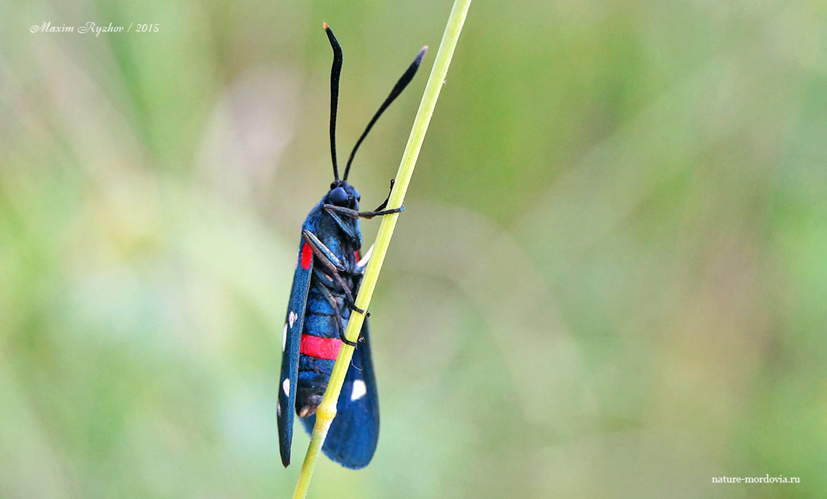 Пестрянка изменчивая (Zygaena ephialtes)