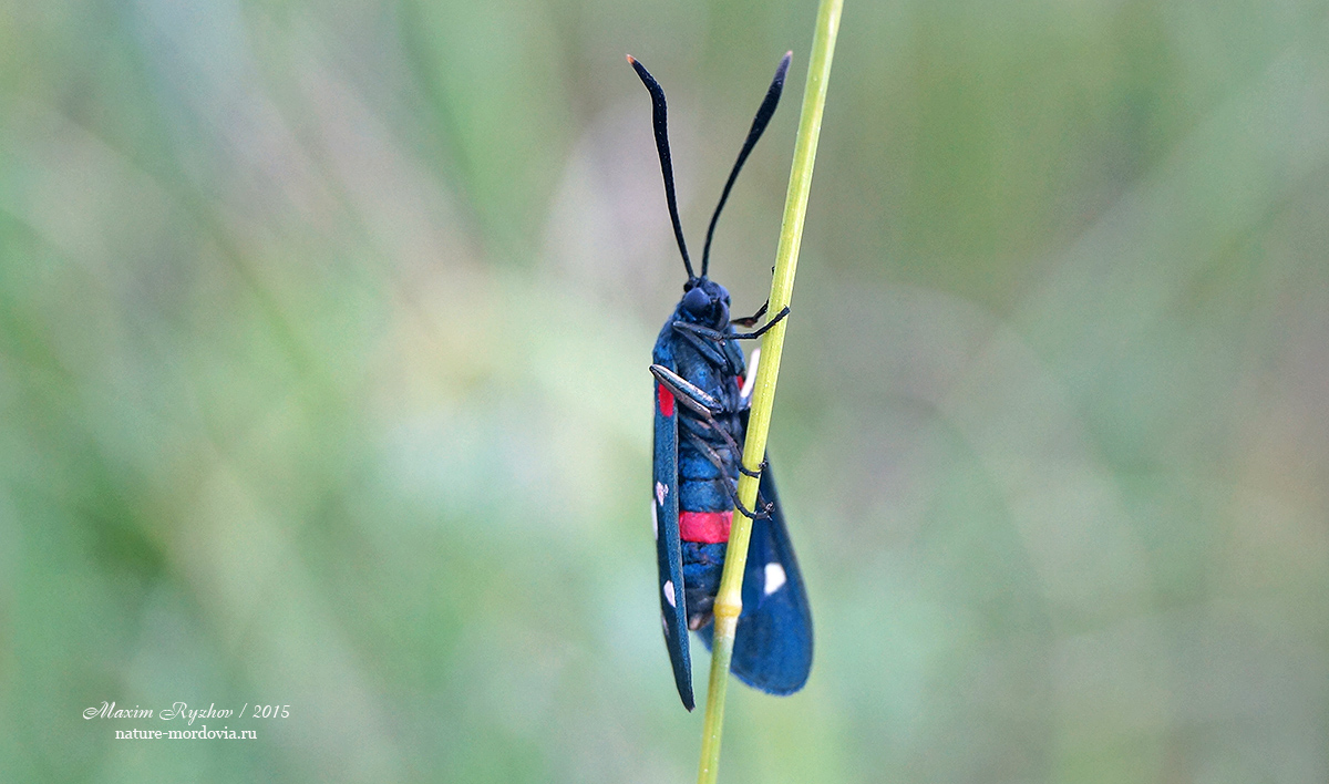 Пестрянка изменчивая Zygaena ephialtes