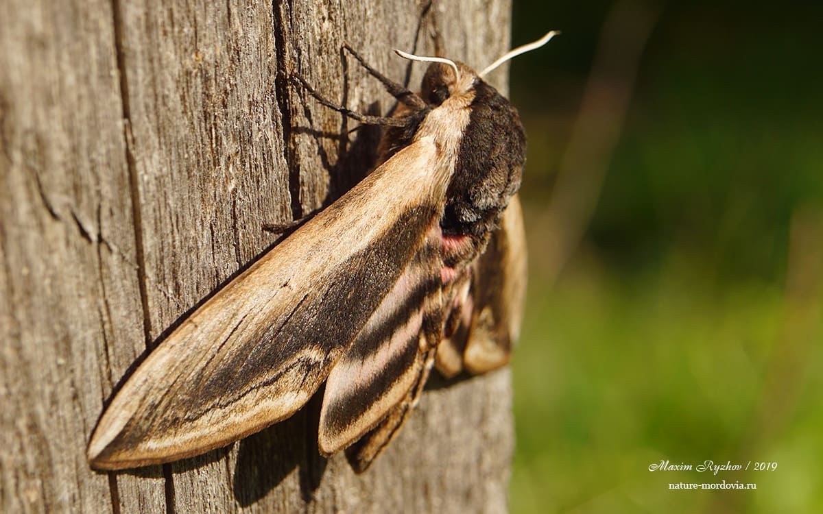 Сиреневый бражник (Sphinx ligustri)