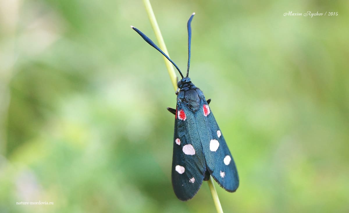Пестрянка изменчивая (Zygaena ephialtes)