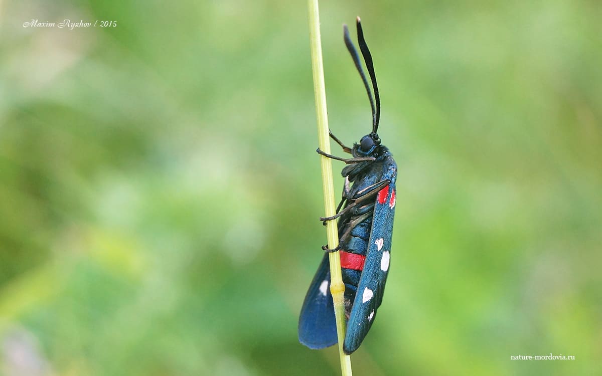 Пестрянка изменчивая (Zygaena ephialtes)