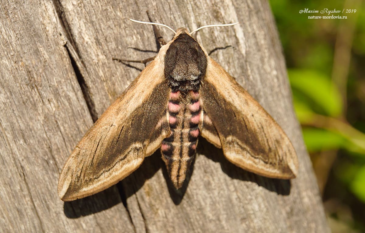Сиреневый бражник (Sphinx ligustri)