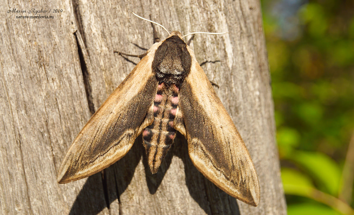 Сиреневый бражник (Sphinx ligustri)