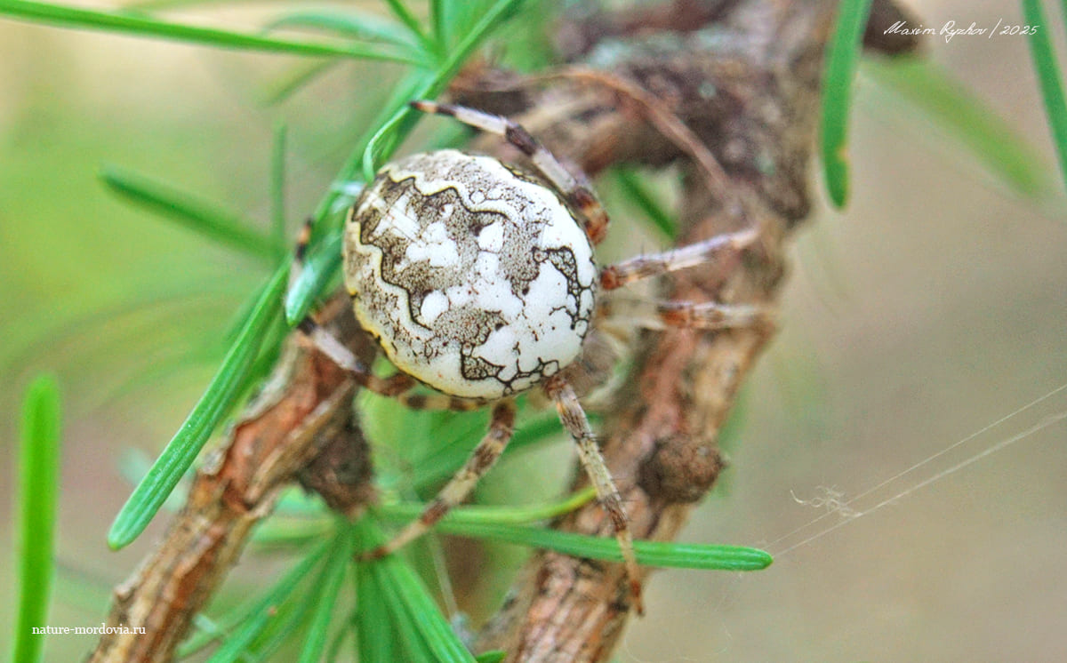 Крестовик мраморный (Araneus marmoreus)