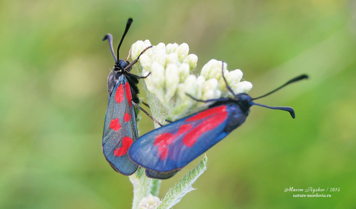 Zygaena loti и Zygaena minos.