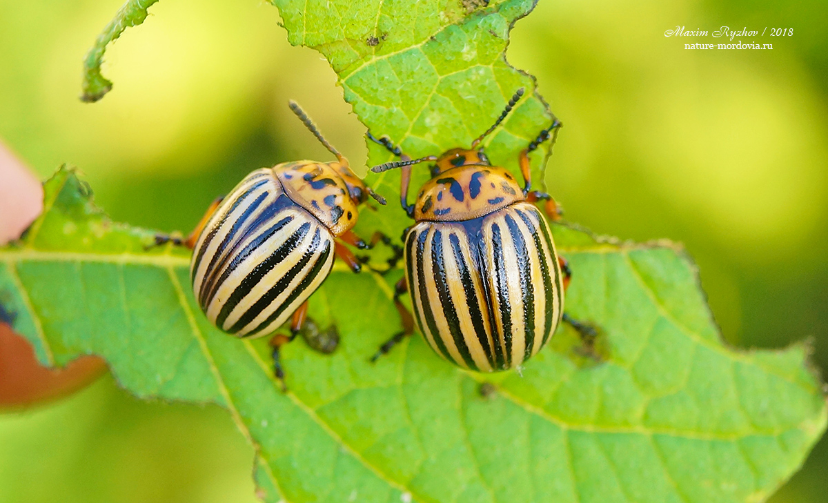 Колорадский жук (Leptinotarsa decemlineata)