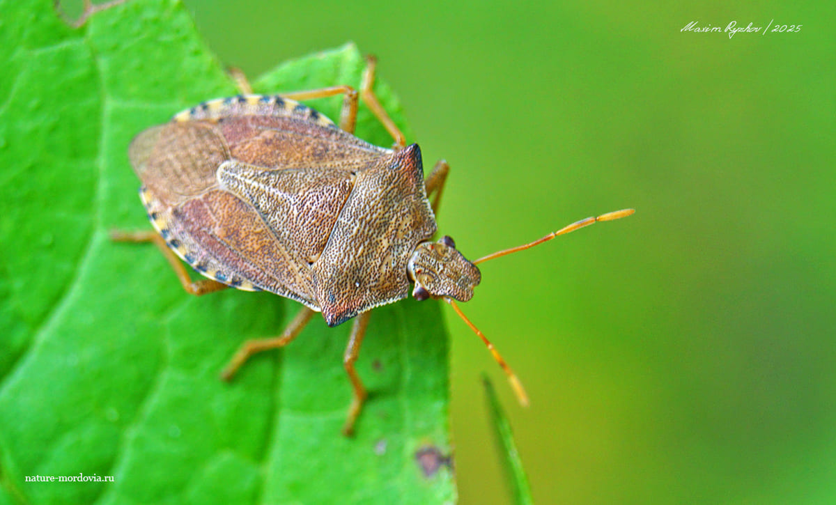 Щитник ольховый (Arma custos) Щитник ольховый (Arma custos)