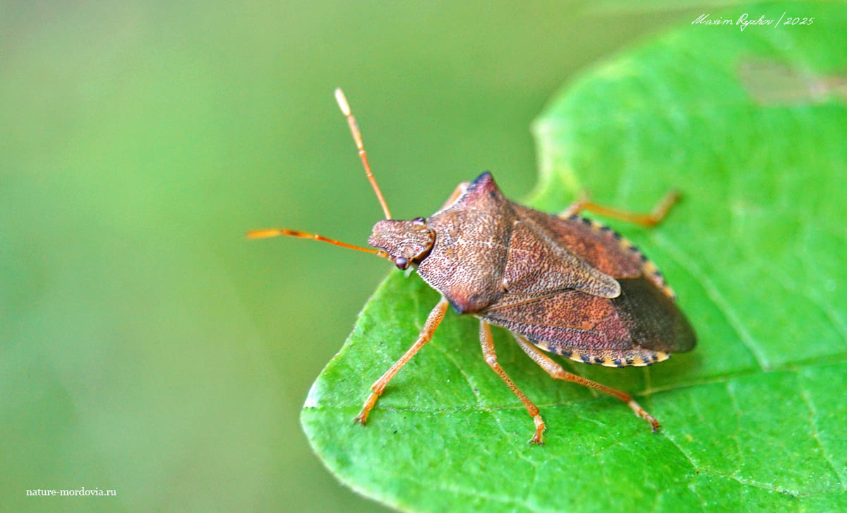 Щитник ольховый (Arma custos) Щитник ольховый (Arma custos)