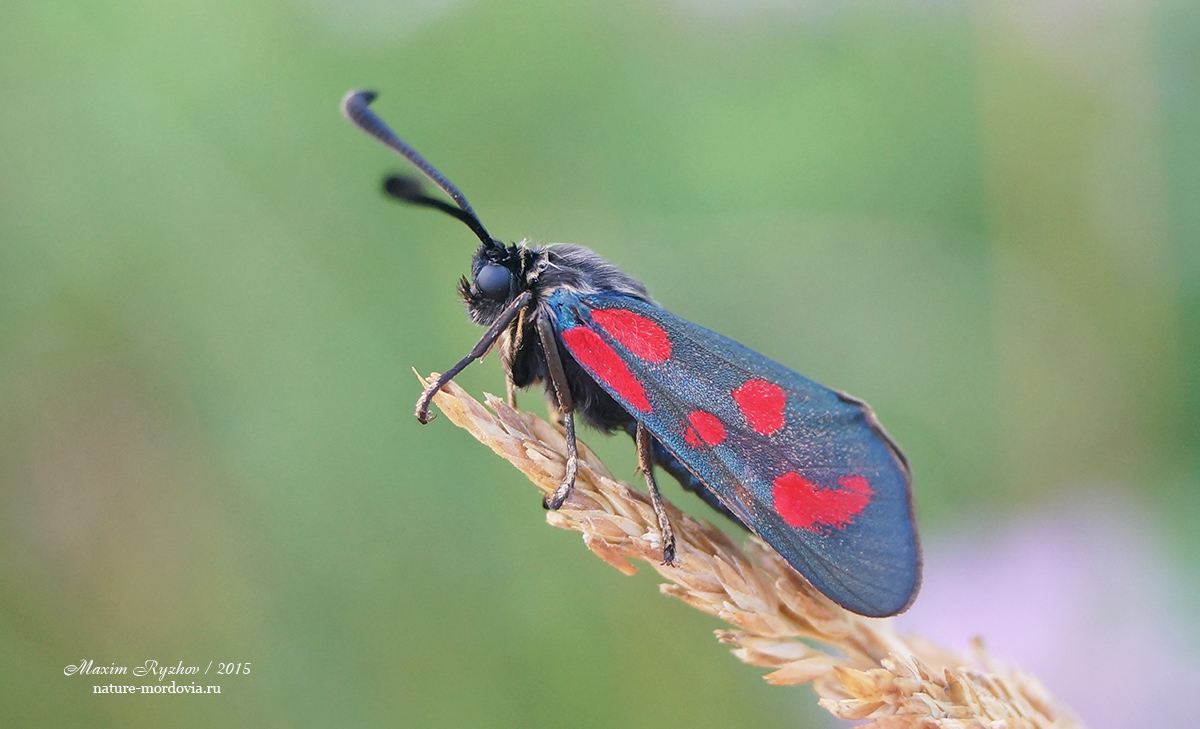 Пестрянка лядвенцевая  Zygaena loti.