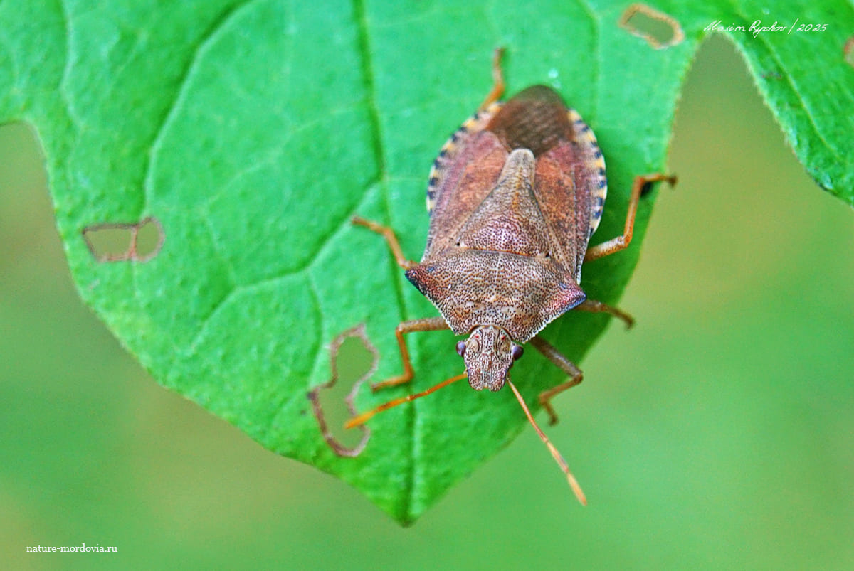 Щитник ольховый (Arma custos) Щитник ольховый (Arma custos)