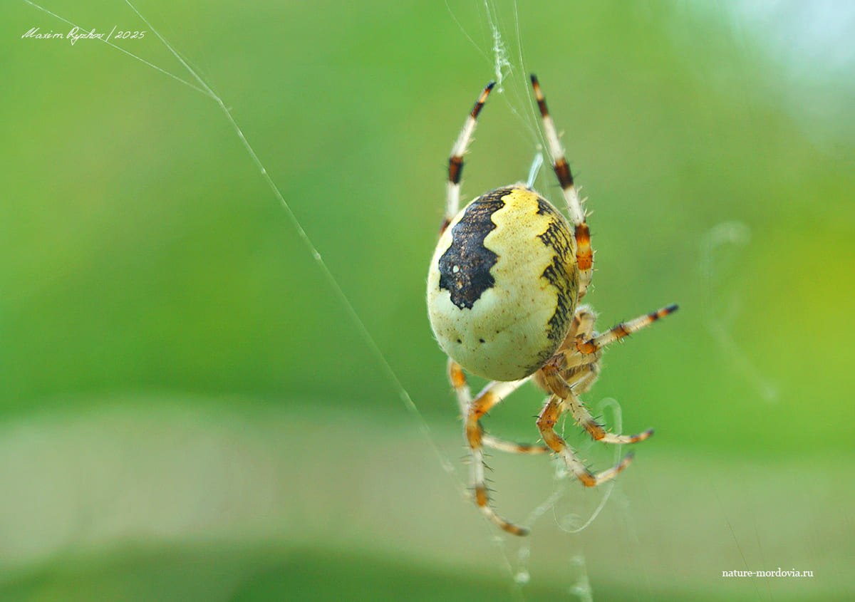 Крестовик мраморный (Araneus marmoreus)