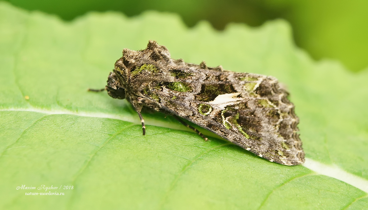 Совка лебедовая (Trachea atriplicis)